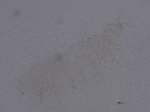  ( - Pau83)  @11 [ ] CreativeCommons  Attribution (by) (2050) Sylvia Schaeffer University of Graz, Institute of Biology