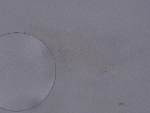  ( - Pau96)  @11 [ ] CreativeCommons  Attribution (by) (2054) Sylvia Schaeffer University of Graz, Institute of Biology