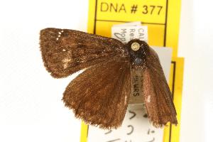  (Erynnis pacuvius callidus - EZEssig045)  @12 [ ] Unspecified (default): All Rights Reserved  Unspecified Unspecified