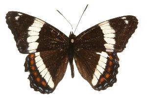  (Limenitis arthemis rubrofasciata - EZ1148CNC)  @15 [ ] Unspecified (default): All Rights Reserved  Unspecified Unspecified