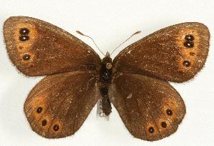  (Erebia epipsodea - EZ1322CNC)  @15 [ ] Unspecified (default): All Rights Reserved  Unspecified Unspecified