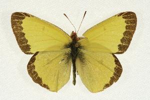  (Colias gigantea - rlayberry75)  @15 [ ] Unspecified (default): All Rights Reserved  Unspecified Unspecified