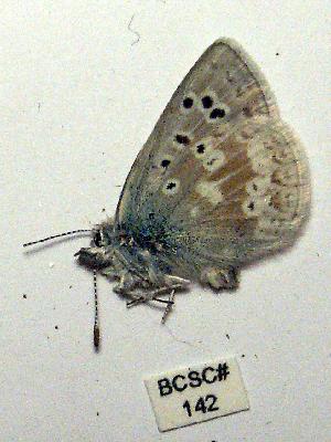  ( - BCSC142)  @12 [ ] Unspecified (default): All Rights Reserved  Unspecified Unspecified