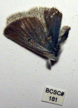  ( - BCSC181)  @12 [ ] Unspecified (default): All Rights Reserved  Unspecified Unspecified