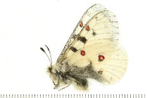  ( - CBjS07-1114y)  @12 [ ] CreativeCommons - Attribution (2008) CBG Photography Group Centre for Biodiversity Genomics