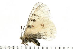  ( - CBjS07-1119g.1)  @12 [ ] CreativeCommons - Attribution (2008) CBG Photography Group Centre for Biodiversity Genomics