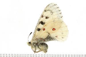  ( - CBjS07-1119g.2)  @12 [ ] CreativeCommons - Attribution (2008) CBG Photography Group Centre for Biodiversity Genomics