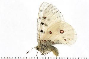  ( - CBjS07-1043t)  @12 [ ] CreativeCommons - Attribution (2008) CBG Photography Group Centre for Biodiversity Genomics