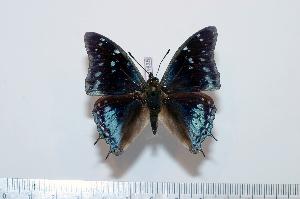  (Charaxes northcotti - BC-Basq1635)  @14 [ ] Unspecified (default): All Rights Reserved  Unspecified Unspecified