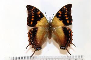  (Charaxes cowani - BC-Basq1721)  @14 [ ] Unspecified (default): All Rights Reserved  Unspecified Unspecified