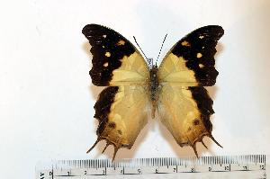  (Charaxes analava - BC-Basq1754)  @14 [ ] Unspecified (default): All Rights Reserved  Unspecified Unspecified