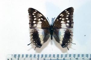  (Charaxes catochrous - BC-Basq1888)  @14 [ ] Unspecified (default): All Rights Reserved  Unspecified Unspecified
