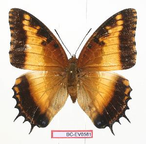  (Charaxes pollux maua - BC-EV0581)  @14 [ ] Unspecified (default): All Rights Reserved  Unspecified Unspecified