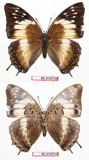  (Charaxes cedreatis gha01 - BC-EV0722)  @13 [ ] Unspecified (default): All Rights Reserved  Unspecified Unspecified