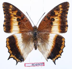  (Charaxes phoebus - BC-EV0757)  @14 [ ] Unspecified (default): All Rights Reserved  Unspecified Unspecified