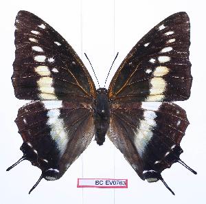  (Charaxes etesipe hercules - BC-EV0763)  @14 [ ] Unspecified (default): All Rights Reserved  Unspecified Unspecified