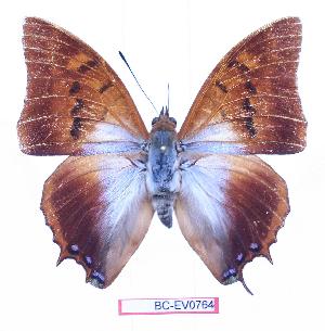  (Charaxes lactetinctus ungenmachi - BC-EV0764)  @14 [ ] Unspecified (default): All Rights Reserved  Unspecified Unspecified