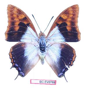  (Charaxes lactetinctus lactetinctus - BC-EV0769)  @14 [ ] Unspecified (default): All Rights Reserved  Unspecified Unspecified