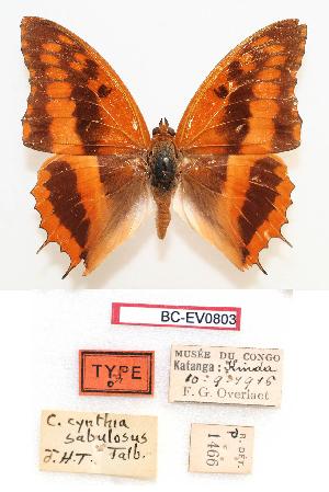  (Charaxes cynthia sabulosus - BC-EV0803)  @14 [ ] Unspecified (default): All Rights Reserved  Unspecified Unspecified