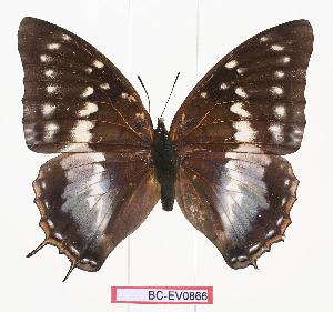  (Charaxes sp - BC-EV0866)  @15 [ ] Unspecified (default): All Rights Reserved  Unspecified Unspecified
