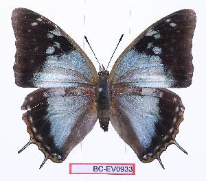  (Charaxes diversiforma - BC-EV0933)  @15 [ ] Unspecified (default): All Rights Reserved  Unspecified Unspecified