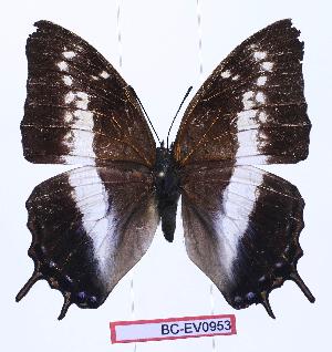  (Charaxes opinatus - BC-EV0953)  @13 [ ] Unspecified (default): All Rights Reserved  Unspecified Unspecified