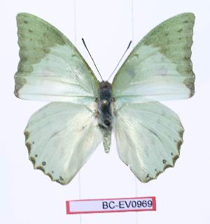  (Charaxes montis - BC-EV0969)  @13 [ ] Unspecified (default): All Rights Reserved  Unspecified Unspecified