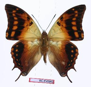  (Charaxes candiope - BC-EV0982)  @14 [ ] Unspecified (default): All Rights Reserved  Unspecified Unspecified