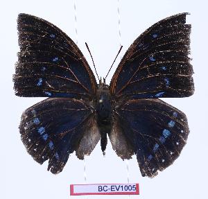  (Charaxes zelica depuncta - BC-EV1005)  @13 [ ] Unspecified (default): All Rights Reserved  Unspecified Unspecified