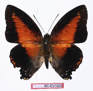  (Charaxes zingha - BC-EV1022)  @15 [ ] Unspecified (default): All Rights Reserved  Unspecified Unspecified