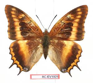  (Charaxes eudoxus musakensis - BC-EV1025)  @14 [ ] Unspecified (default): All Rights Reserved  Unspecified Unspecified
