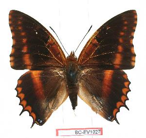  (Charaxes biokoensis - BC-EV1027)  @14 [ ] Unspecified (default): All Rights Reserved  Unspecified Unspecified