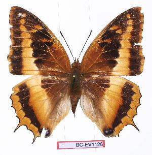  (Charaxes eudoxus zambiae - BC-EV1126)  @14 [ ] Unspecified (default): All Rights Reserved  Unspecified Unspecified