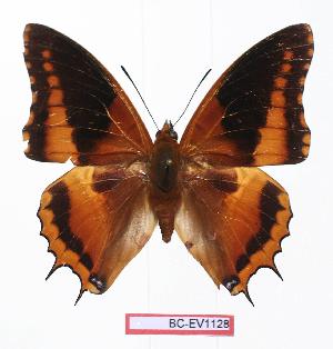  (Charaxes eudoxus mechowi - BC-EV1128)  @15 [ ] Unspecified (default): All Rights Reserved  Unspecified Unspecified