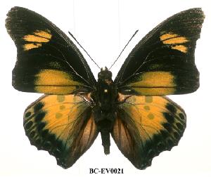  ( - BC-EV0021)  @14 [ ] Unspecified (default): All Rights Reserved  Unspecified Unspecified