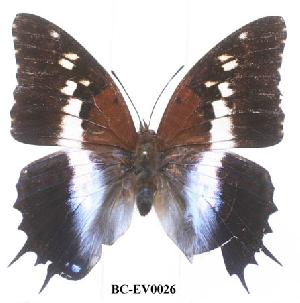  (Charaxes ansorgei ruandana - BC-EV0026)  @13 [ ] Unspecified (default): All Rights Reserved  Unspecified Unspecified