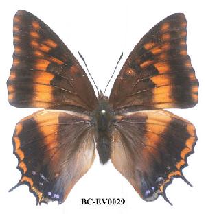  (Charaxes druceanus obscura - BC-EV0029)  @14 [ ] Unspecified (default): All Rights Reserved  Unspecified Unspecified