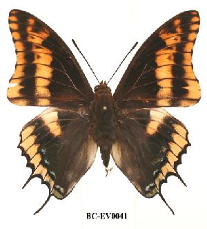  (Charaxes legeri - BC-EV0041)  @13 [ ] Unspecified (default): All Rights Reserved  Unspecified Unspecified