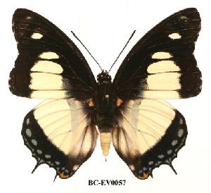  (Charaxes nobilis nobilis - BC-EV0057)  @14 [ ] Unspecified (default): All Rights Reserved  Unspecified Unspecified
