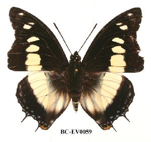  (Charaxes nobilis claudei - BC-EV0059)  @14 [ ] Unspecified (default): All Rights Reserved  Unspecified Unspecified