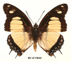  (Charaxes nobilis - BC-EV0061)  @14 [ ] Unspecified (default): All Rights Reserved  Unspecified Unspecified