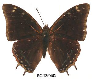  (Charaxes fionae02 - BC-EV0083)  @14 [ ] Unspecified (default): All Rights Reserved  Unspecified Unspecified
