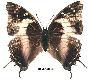  (Charaxes usambarae usambarae - BC-EV0160)  @14 [ ] Unspecified (default): All Rights Reserved  Unspecified Unspecified
