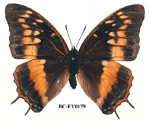  (Charaxes basquini - BC-EV0179)  @14 [ ] Unspecified (default): All Rights Reserved  Unspecified Unspecified
