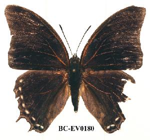  (Charaxes loandae - BC-EV0180)  @13 [ ] Unspecified (default): All Rights Reserved  Unspecified Unspecified