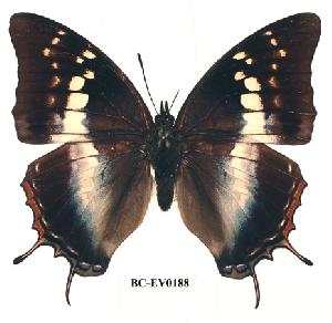  (Charaxes usambarae maridadi - BC-EV0188)  @14 [ ] Unspecified (default): All Rights Reserved  Unspecified Unspecified