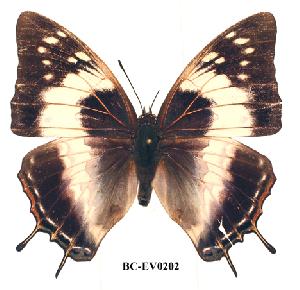 (Charaxes ethalion littoralis - BC-EV0202)  @14 [ ] Unspecified (default): All Rights Reserved  Unspecified Unspecified