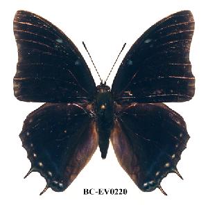  (Charaxes etheocles ang01 - BC-EV0220)  @14 [ ] Unspecified (default): All Rights Reserved  Unspecified Unspecified