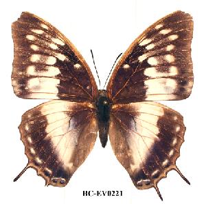  (Charaxes etheocles ang01 - BC-EV0221)  @14 [ ] Unspecified (default): All Rights Reserved  Unspecified Unspecified