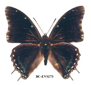  (Charaxes cedreatis ang01 - BC-EV0273)  @14 [ ] Unspecified (default): All Rights Reserved  Unspecified Unspecified
